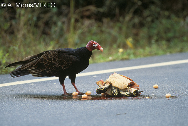 Turkey Vulture m17-38-091.jpg